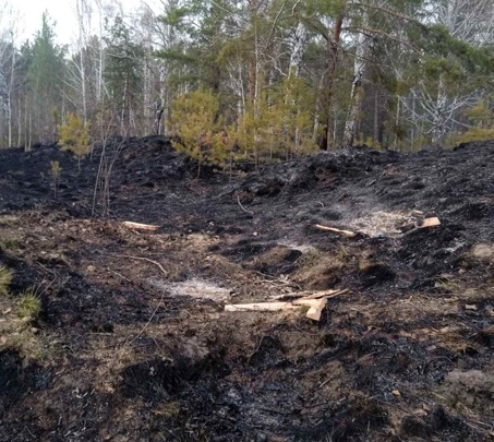 Человеческий фактор: 16 тюменцев устроили пожары в лесу