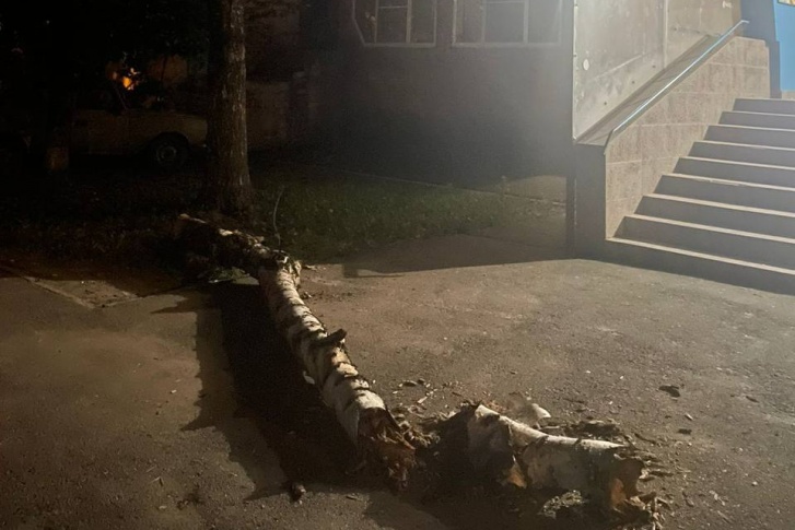 Дерево упало возле подъезда Дерево упало возле подъезда