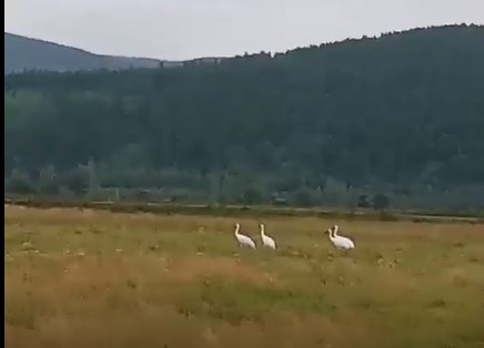Краснокнижные белые журавли поселились на болоте в Забайкалье