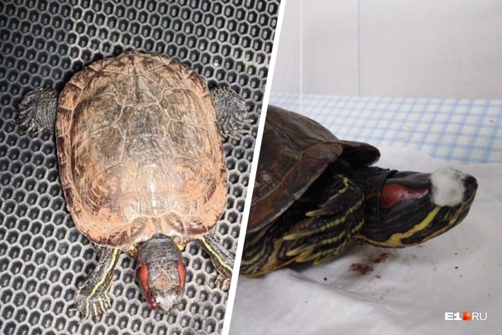 Черепахе предписаны три дня в стационаре