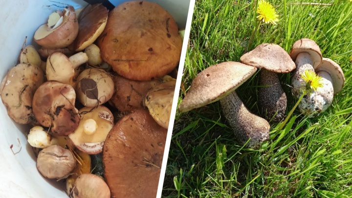 В начале лета в Архангельской области уже собирают грибы: смотрим на ранний урожай