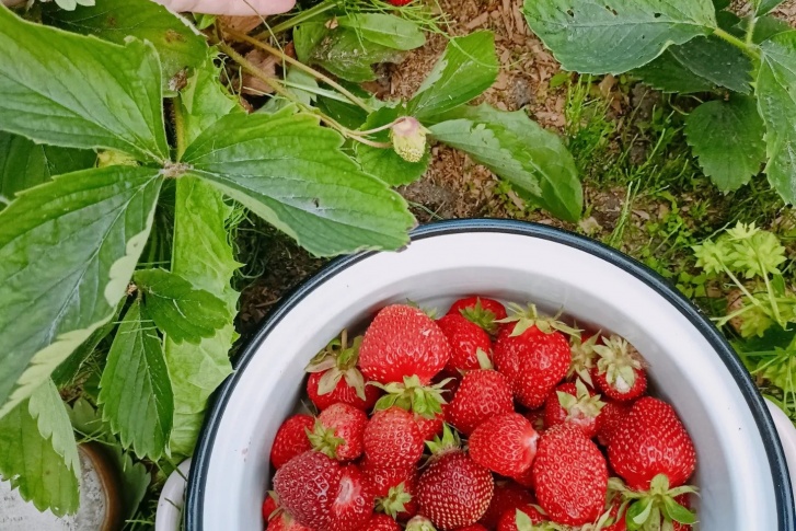 Клубники на огородах много, а за морошкой придется поохотиться Клубники на огородах много, а за морошкой придется поохотиться