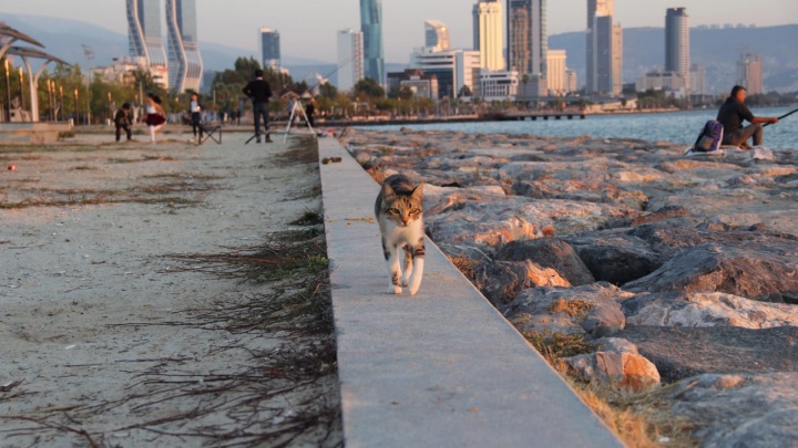 20 фотографий турецких котов, которые живут счастливее, чем вы