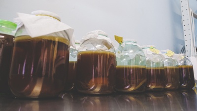 Цех чайных грибов: как на предприятии в Прикамье делают модную комбучу на иван-чае и мёде и правда ли она так полезна