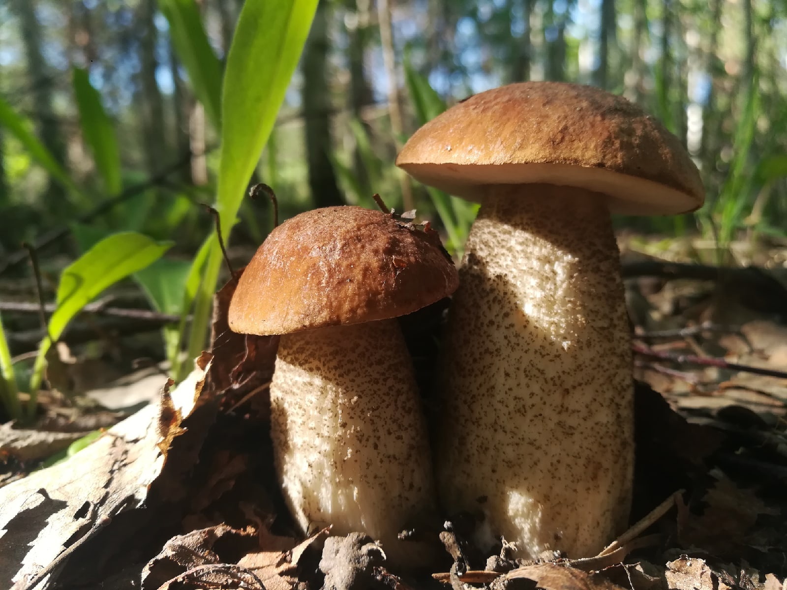По словам Данияра, большинство грибов в этом году хорошего качества: крепкие, плотные, много маленьких грибочков. Посмотрите, какой кадр, он даже будто передает аромат леса