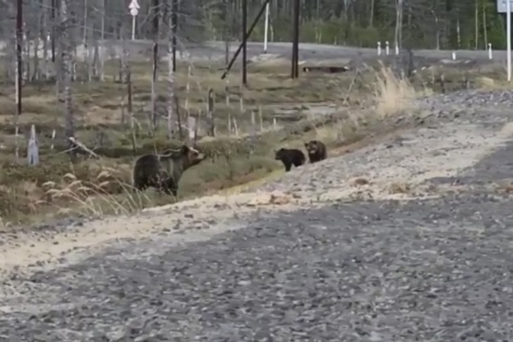 Мама с медвежатами вышла к дороге в поисках еды