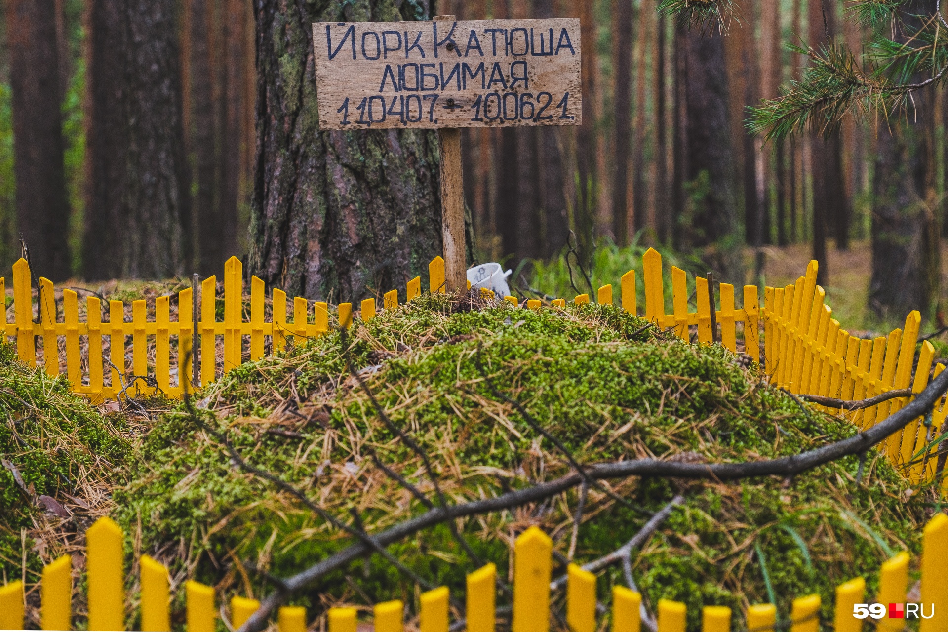 Катюша прожила 14 лет, и ее любили Катюша прожила 14 лет, и ее любили