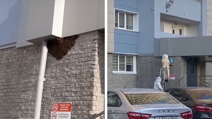 «Вот это жесть!»: в Тольятти жилой дом пришлось спасать от роя пчел