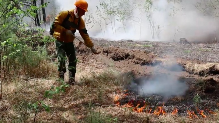 В районе Сургута горел лес на площади 280 га