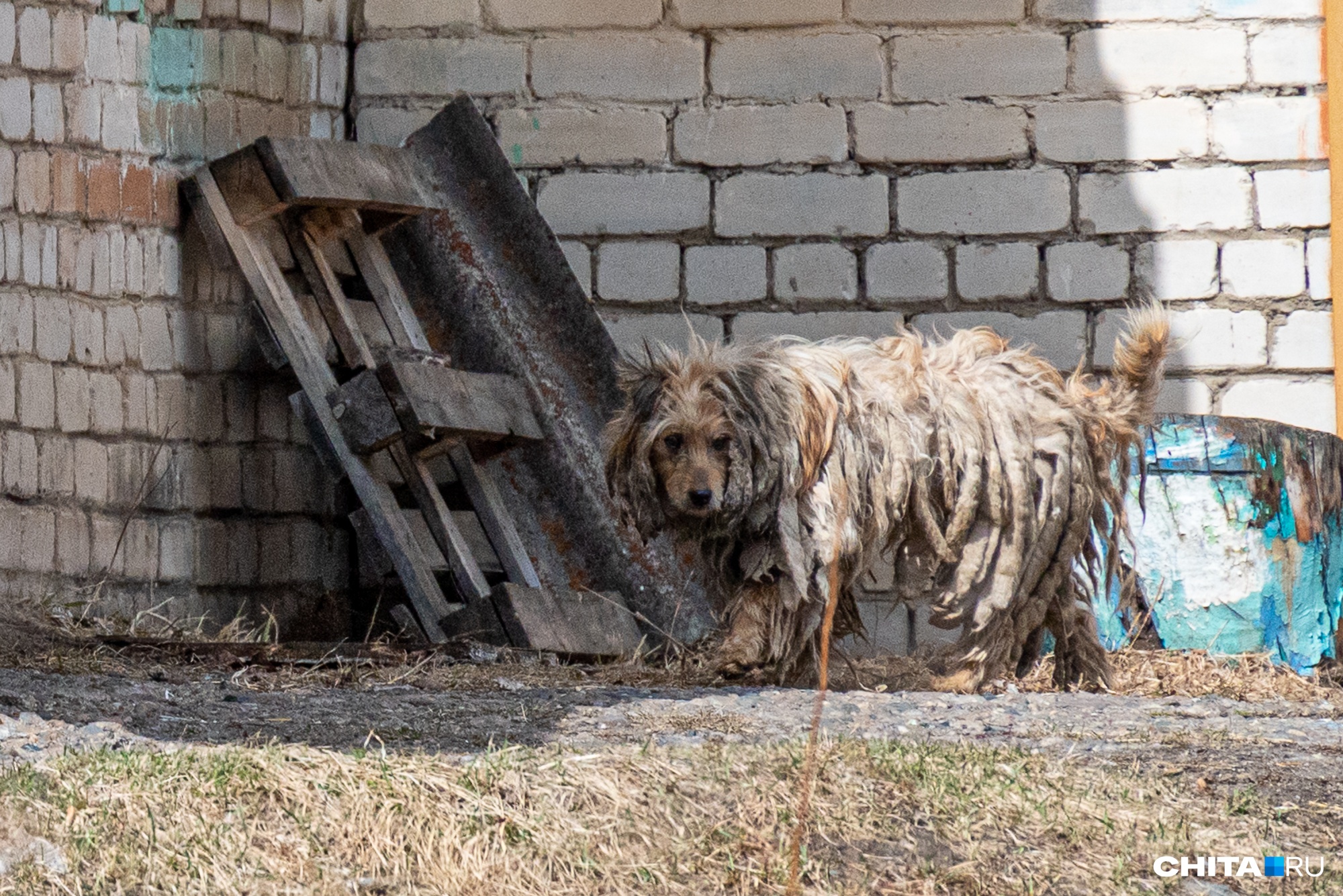 Вольеры приюта для собак-инвалидов в Чите пострадали от наводнения