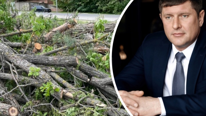 Мэр Краснодара пообещал наказать подрядчика, который вырубил деревья на Николаевском бульваре
