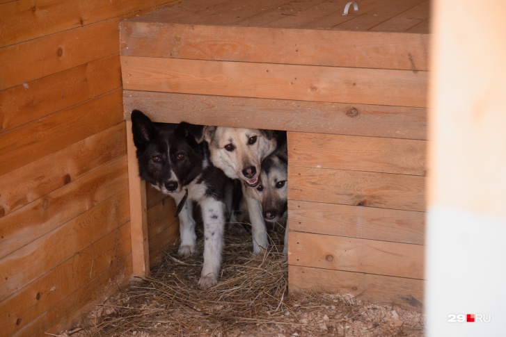 Деньги приюту нужны на строительство теплого стационара для послеоперационного содержания стерилизованных собак