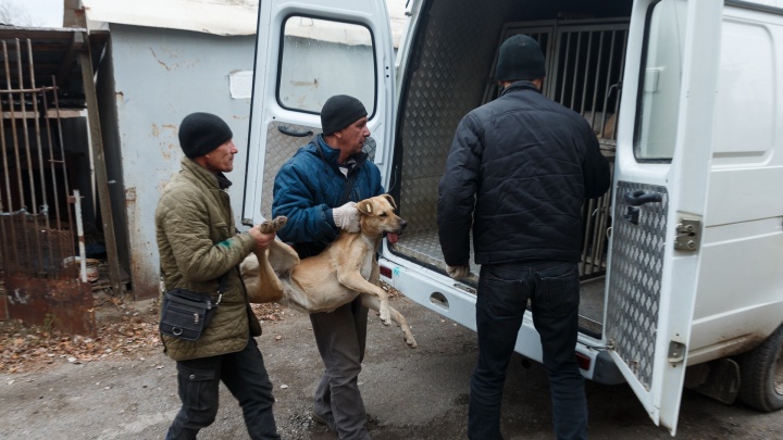 Прокуратура проверит стаю бездомных собак, напавших на ребенка в Волгограде