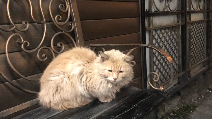 В Ростове коммунальщики при ремонте заточили кота в подвале дома. Жильцы просят спасти животное