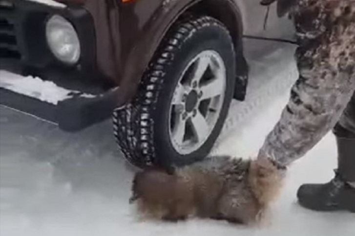 Енотовидную собаку засовывали под колесо машины, чтобы проехать по ней