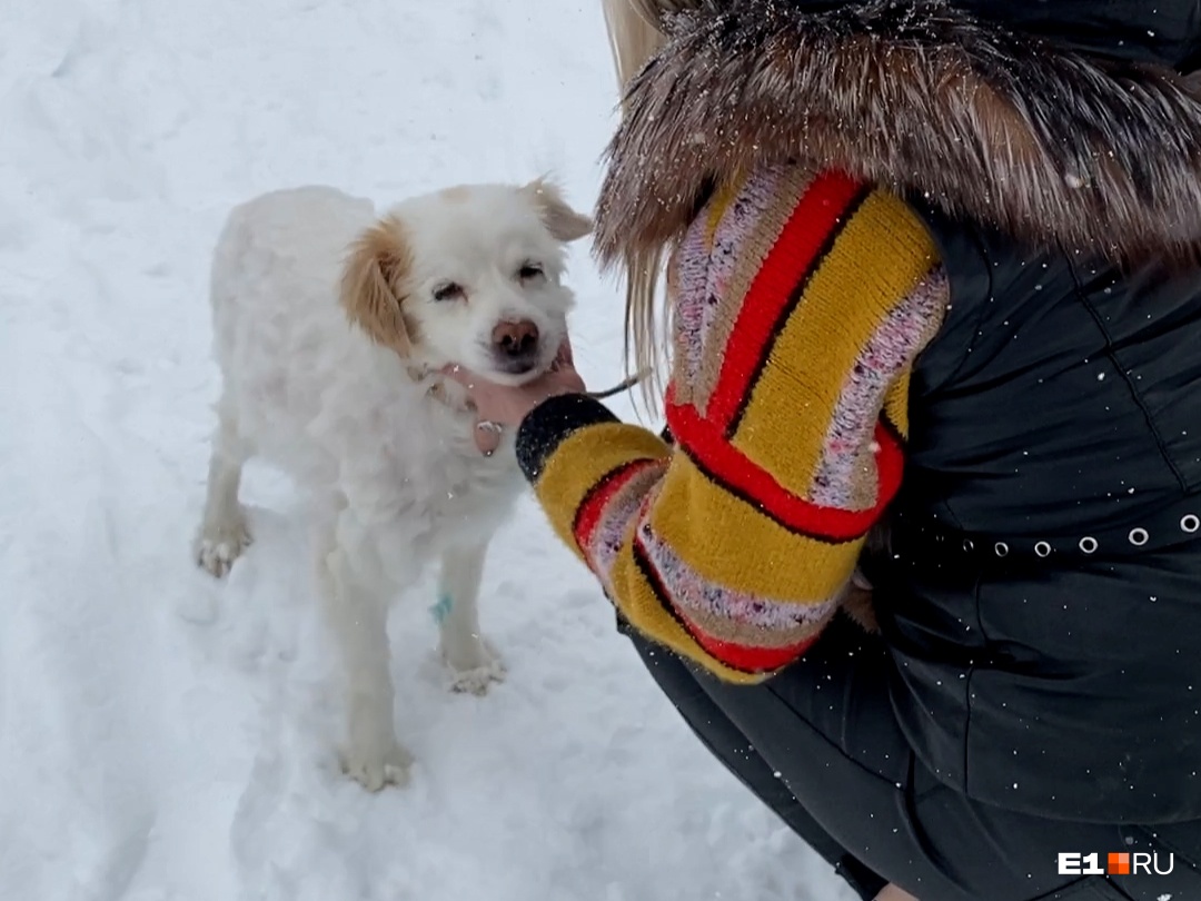 В Екатеринбурге собаке, жестоко избитой в лифте, пришлось срочно вырезать опухоль