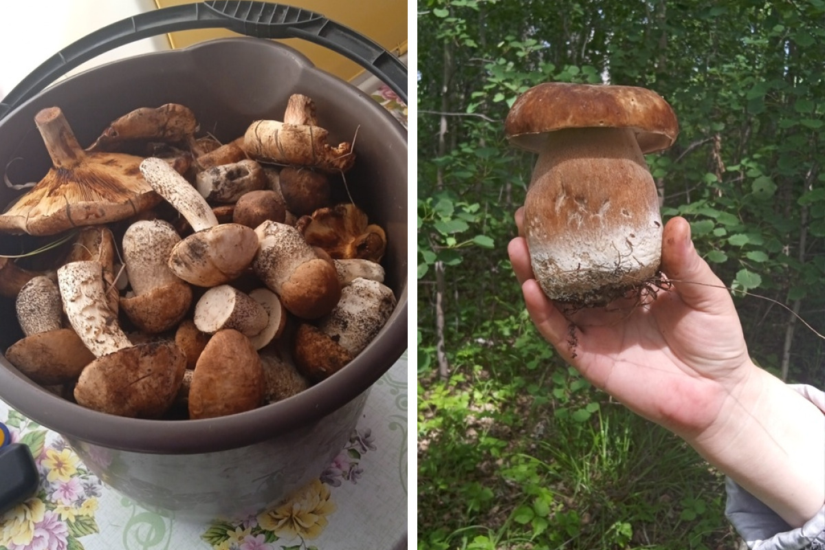 Леонид набрал ведро грибов в Колыванском районе. Собирал грибы Леонид во время прогулки с подругой