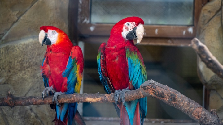 Зоопарк и зоопитомник «Амодово» в Чите будут работать бесплатно для детей 1 июня