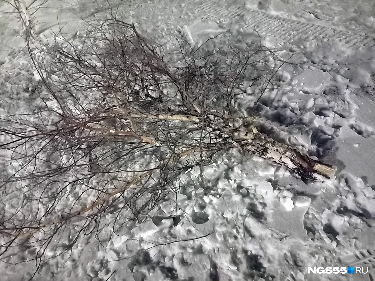 На Иртышской набережной сломали несколько деревьев