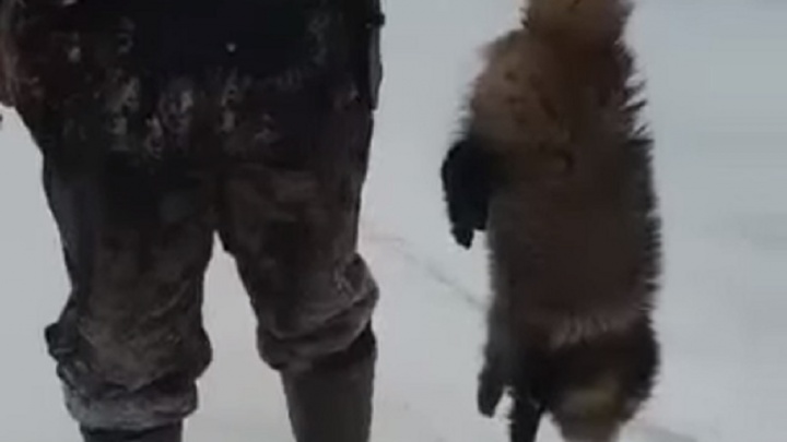 Охотник из Прикамья объяснил, почему убил енотовидную собаку на видео