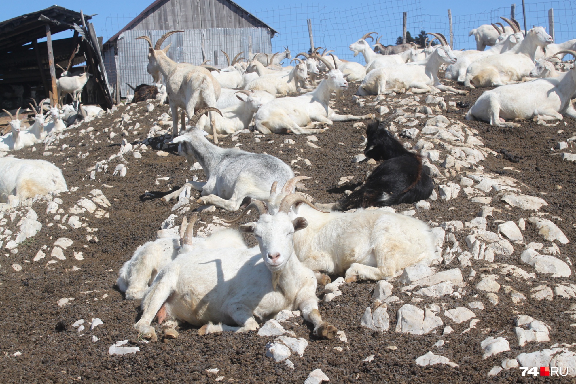 Летом на местные луга поднимают коз и коров, из молока которых делают вкуснейшие сыры