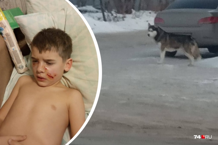Поначалу собаку считали бродячей, но оказалось, что у хаски есть хозяйка Поначалу собаку считали бродячей, но оказалось, что у хаски есть хозяйка