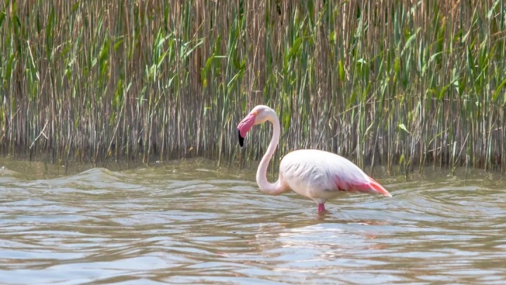 В Новороссийске заметили гуляющего розового фламинго. Что, откуда он там?