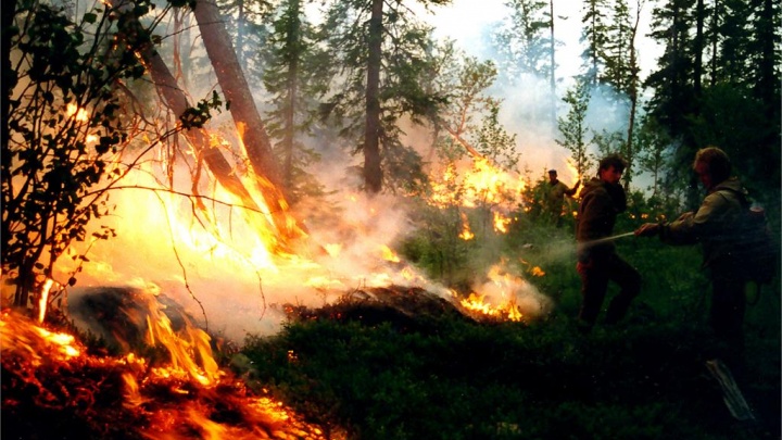 За сутки в Югре от огня пострадало 3766 га лесных земель
