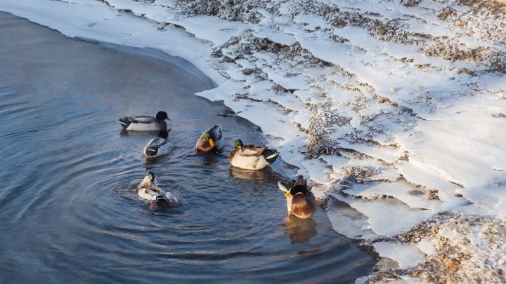 Гидрометцентр рассказал об аномально теплой зиме в Иркутской области