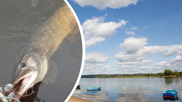 «Пасется по границе кувшинок»: рыбак из Ярославля рассказал, как поймал в Волге здоровую щуку