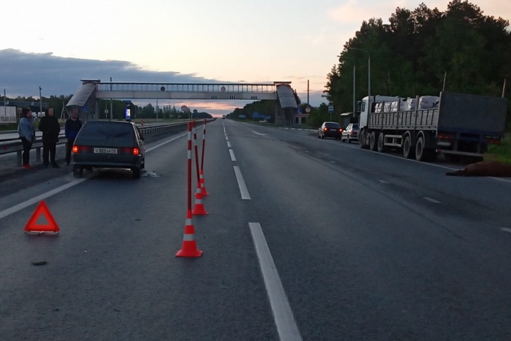 Животное погибло на месте ДТП Животное погибло на месте ДТП