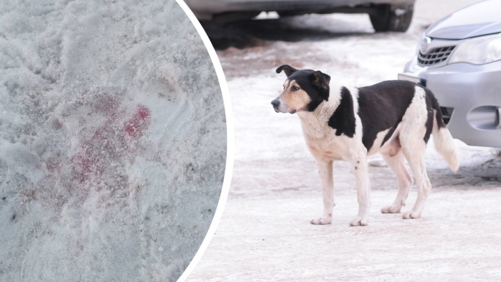 «Собаки пропадают стаями». Догхантеры начали раскидывать по Екатеринбургу розовую отраву