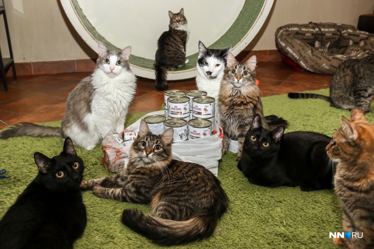 Коты из «Мурррчим» прибежали изучать привезенные подарки