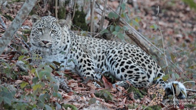 Сочинские леопарды готовятся к переезду в дикие леса Северной Осетии