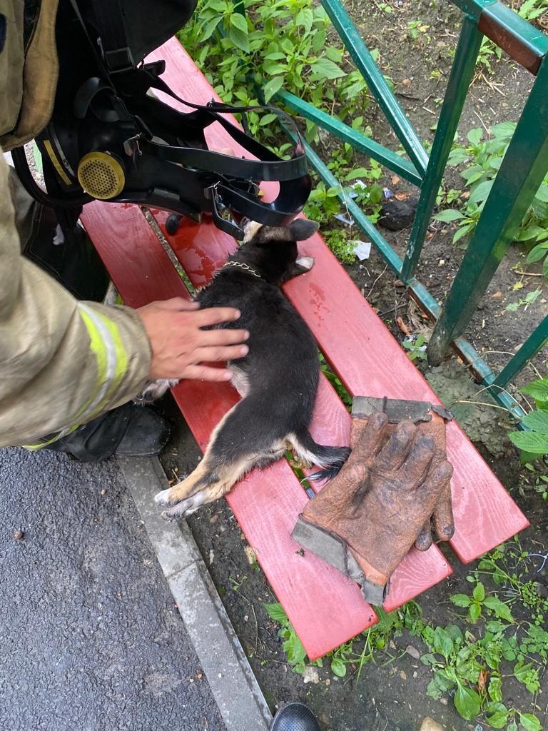В Ангарске пожарные спасли собаку