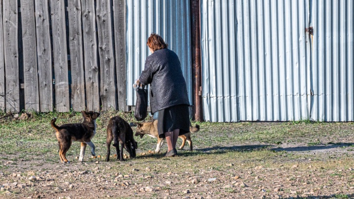 70 собак из 1,2 тыс. отловленных бездомных псов в Чите с начала 2022 г. признали агрессивными