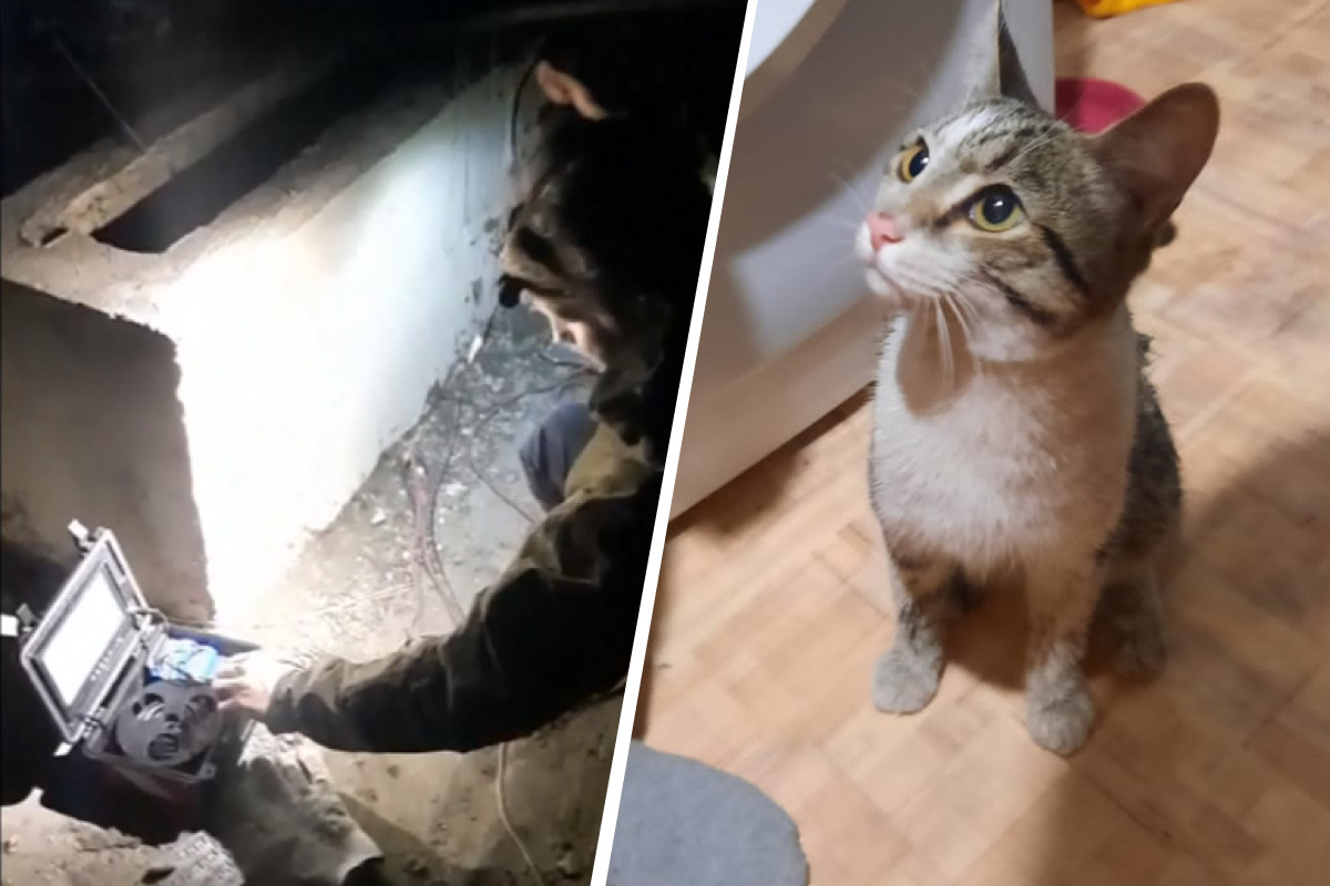 «Билась в муках о стены шахты»: волонтер из Екатеринбурга вылетел в Уфу, чтобы спасти кошку