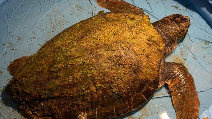 В Анапе спустя неделю умерла огромная черепаха, которую выбросило на берег