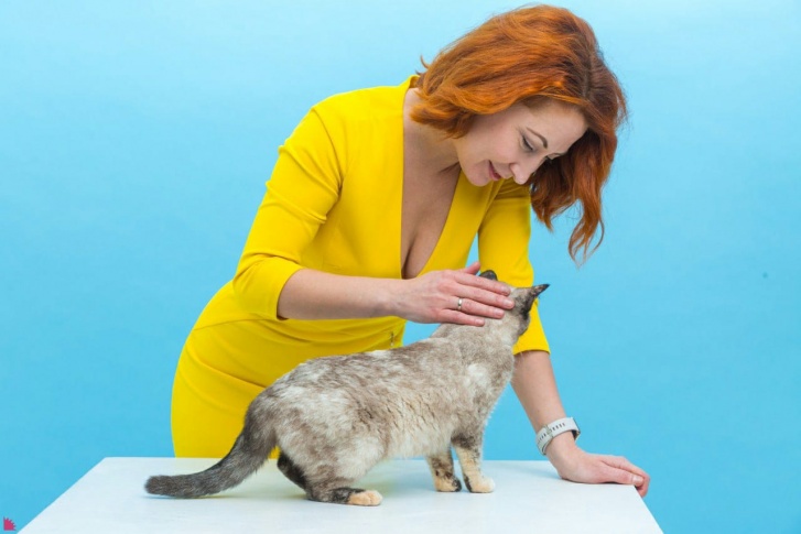 Котиков-моделей наряжали и успокаивали ассистенты Котиков-моделей наряжали и успокаивали ассистенты