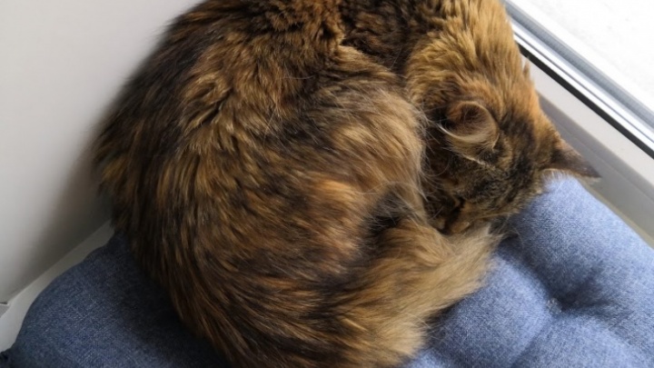 Жителю Красноярского края вынесли приговор за убийство кошки на глазах у детей