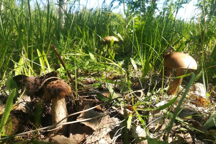 Данияр нашел эту грибную полянку в Нижнетавдинском районе