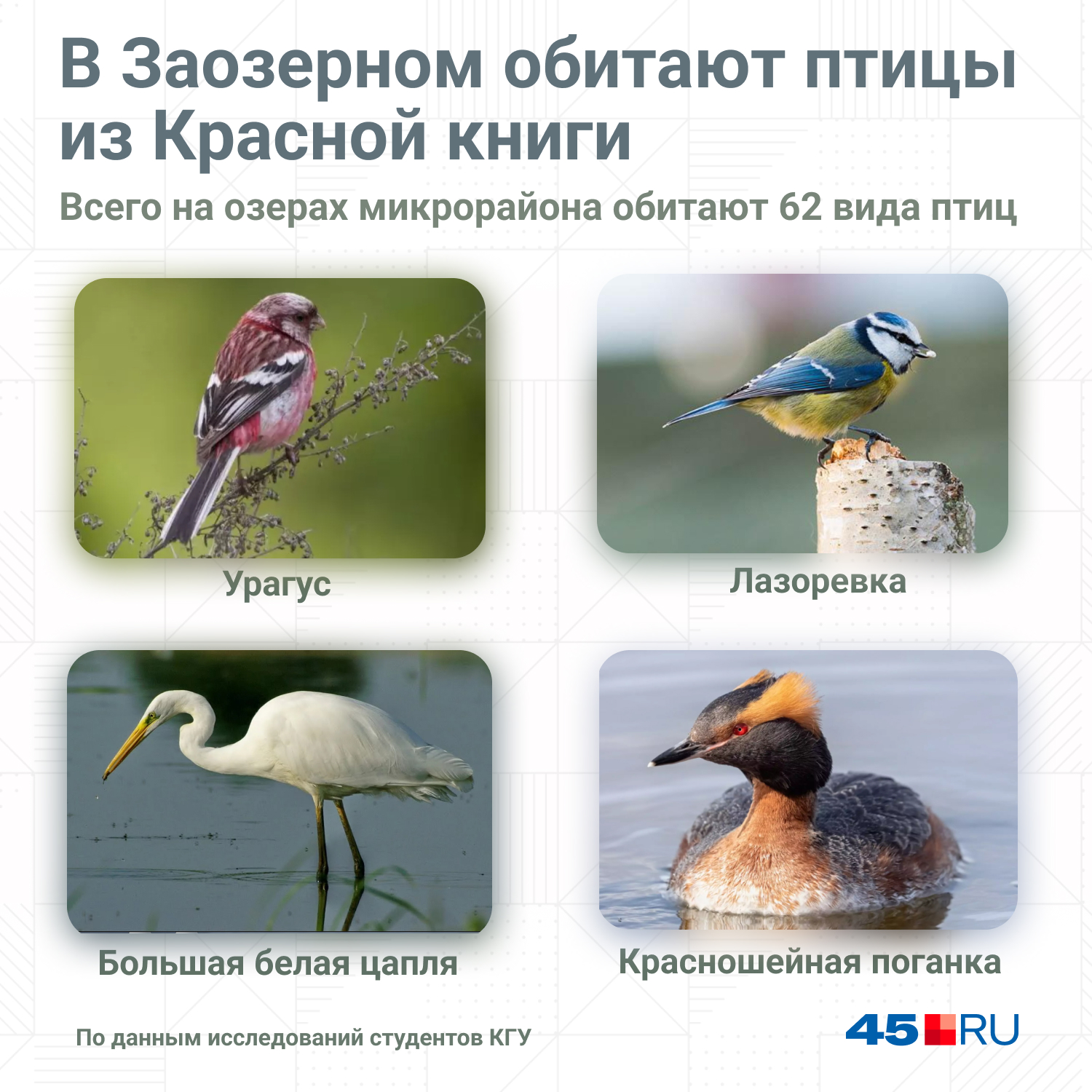 Птицы, которые обитают на озерах в Заозерном