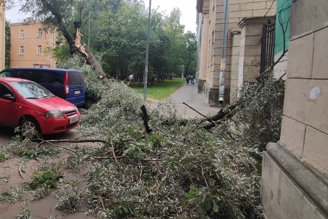Санкт петербург упал дом. Упавшее дерево. Жилой дом упало дерево. Машина на улице. Улица из окна.