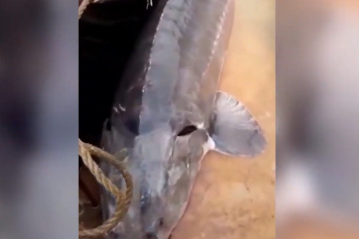 В видео показывают огромную рыбу, лежащую на улице