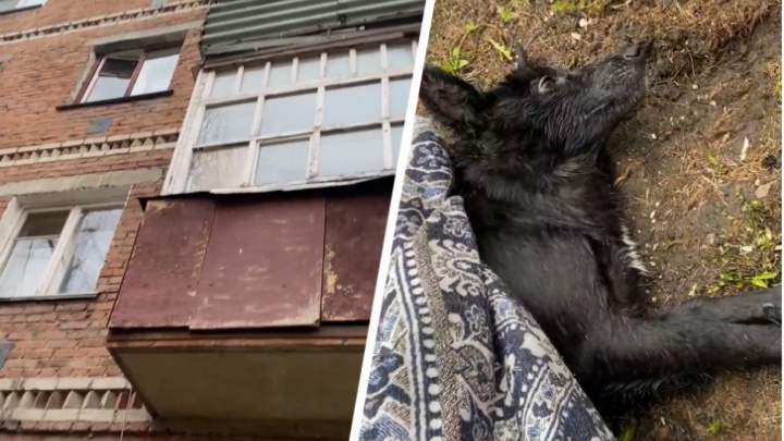 Тюменка выкинула собаку из окна многоэтажки. Полиция начала проверку