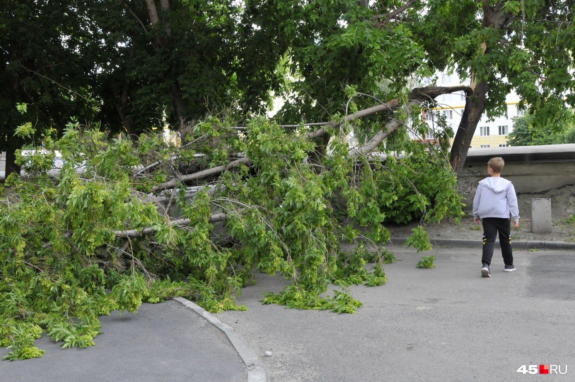 Дерево упало на авто на дороге между жилым домом и гаражами