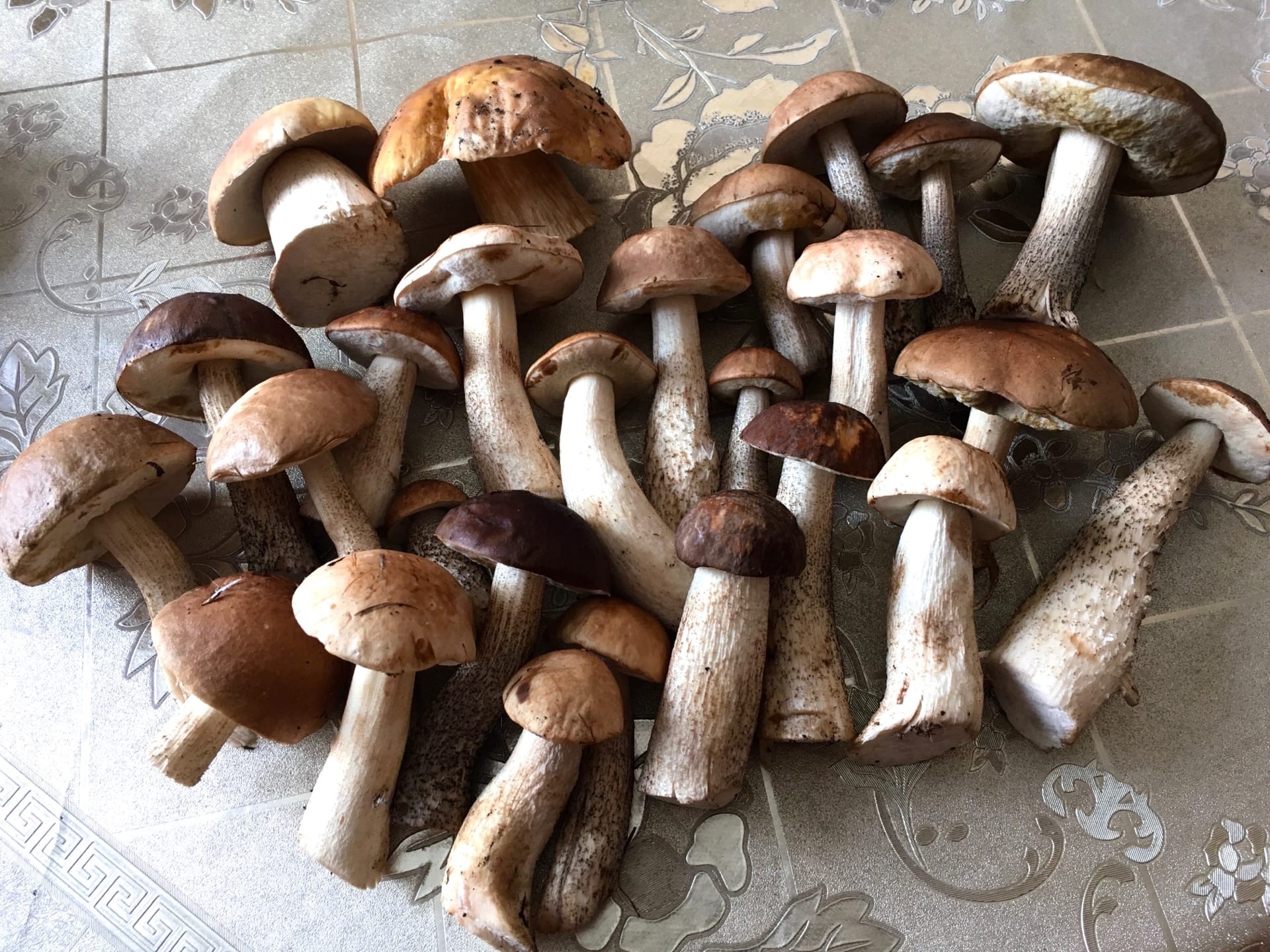 Восхищение вполне понятно: грибы и правда хороши