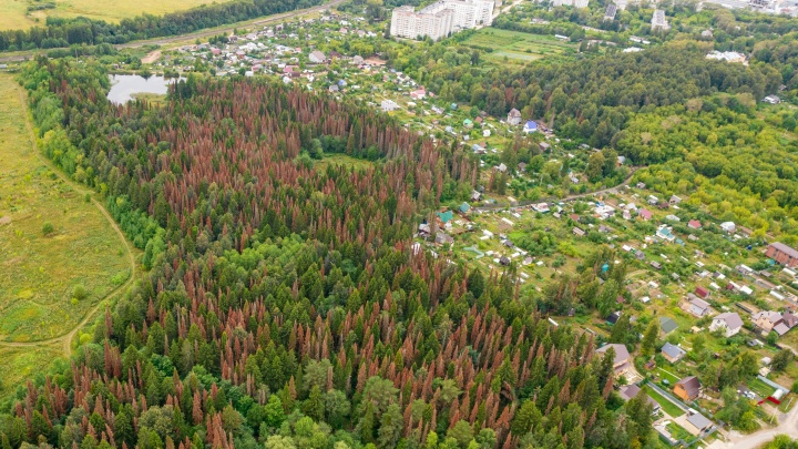 Красного больше, чем зеленого. Публикуем свежие фотографии лесов под Пермью, которые уничтожает жук-короед