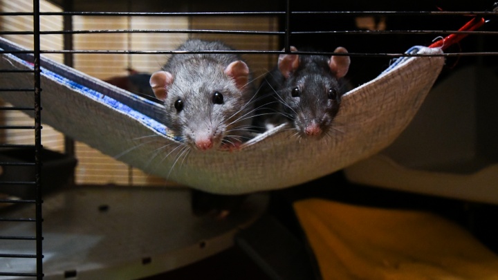 В Пионерском управляющая компания снесет гараж с крысами, которые держат в страхе жителей окрестных домов
