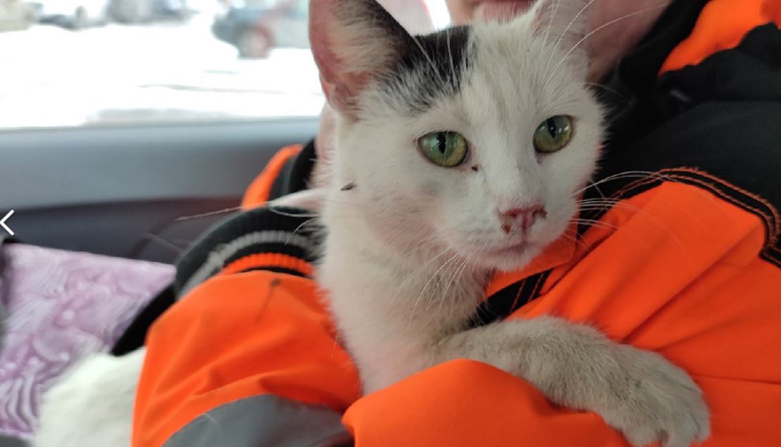 Кота в мешке спасли с дерева на Подвойского. Пакет был завязан на шее животного